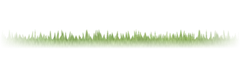 Golfrasen